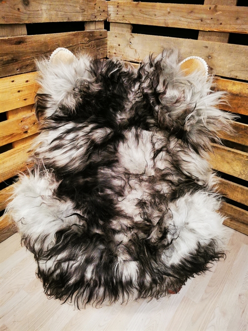 Lammfell Isländisch Silver Shadow